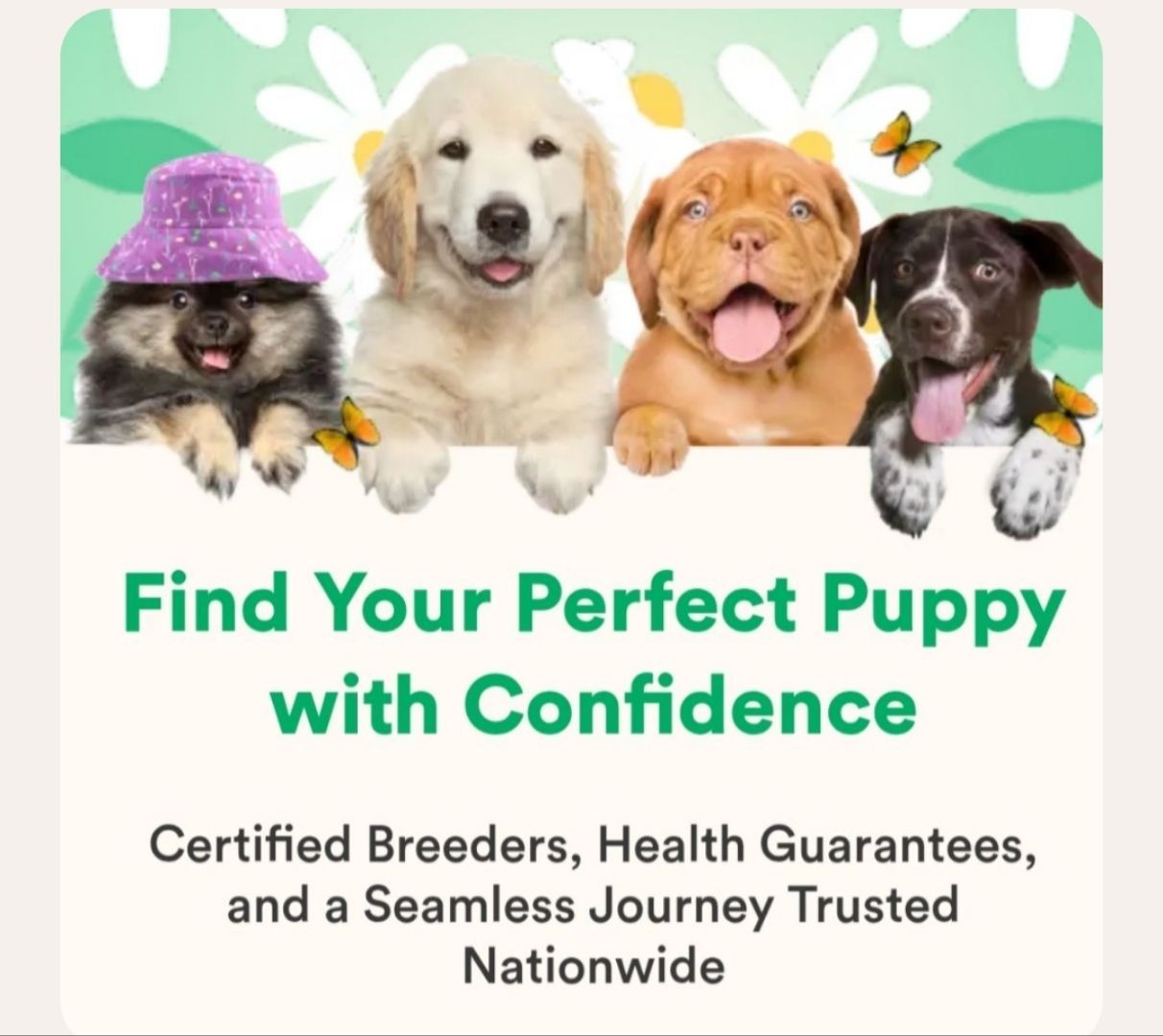 Puppy Classifieds, list your puppies