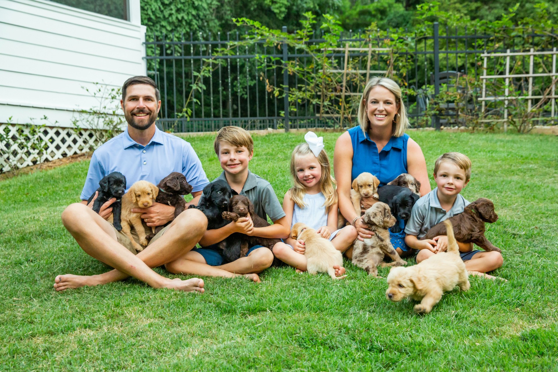 List puppies here, breeders start selling puppies!labradoodle puppies while sitting on the grass in the yard